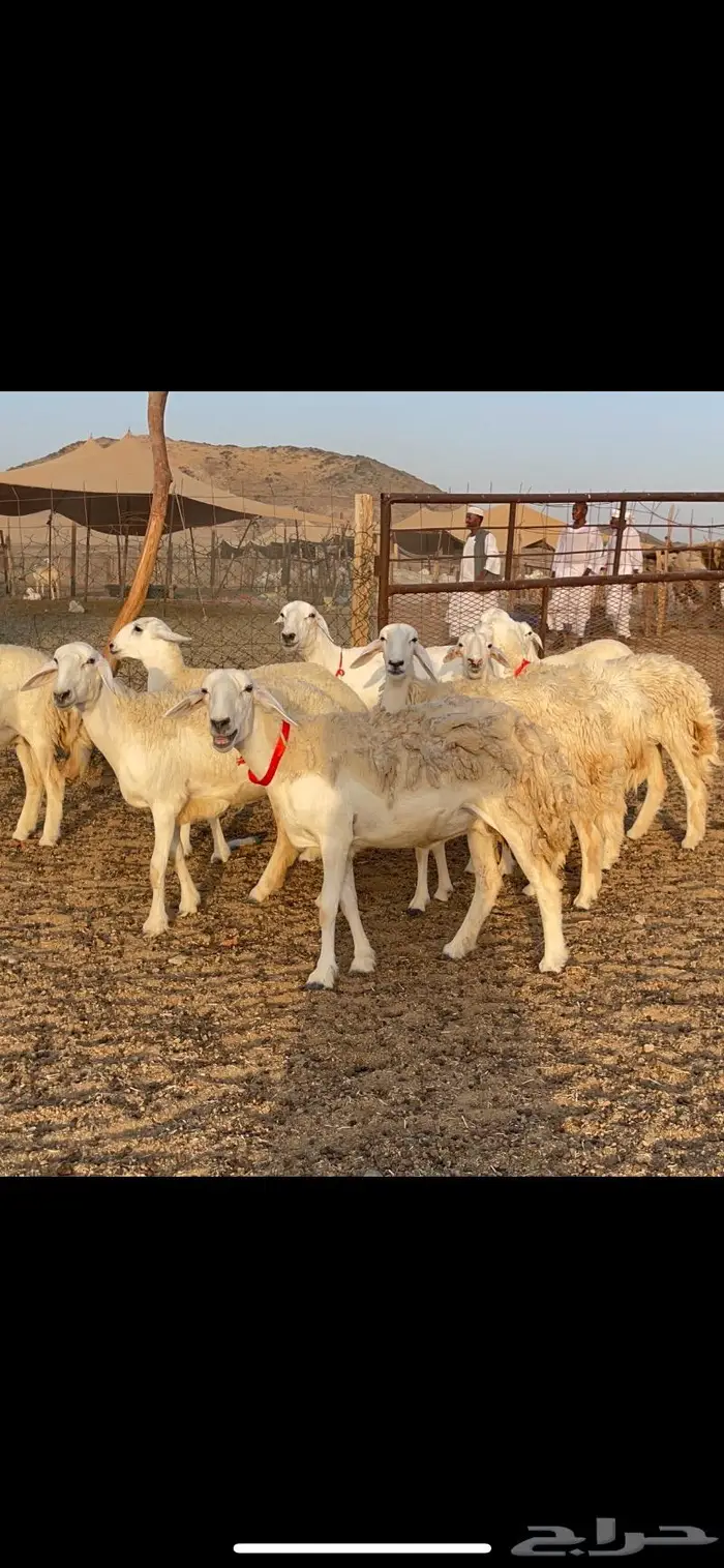 غنم حرية حرش 27 تحتها 1 4