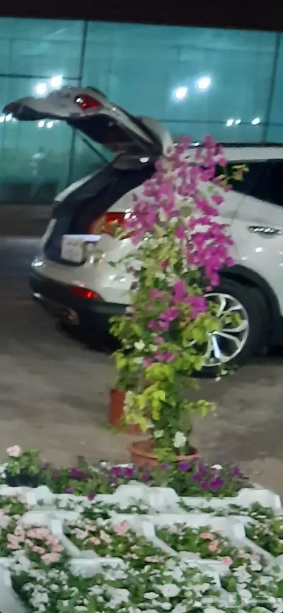 ثيل وجميع انواع الا اشجار 2