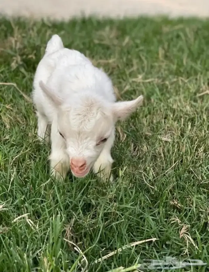 ماعز قزم مدرب على الرضاعه الليف صغير 10