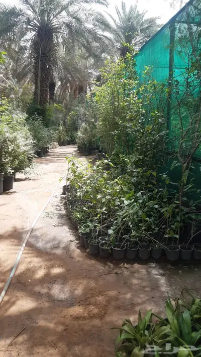 ثيل وجميع انواع الا اشجار 1