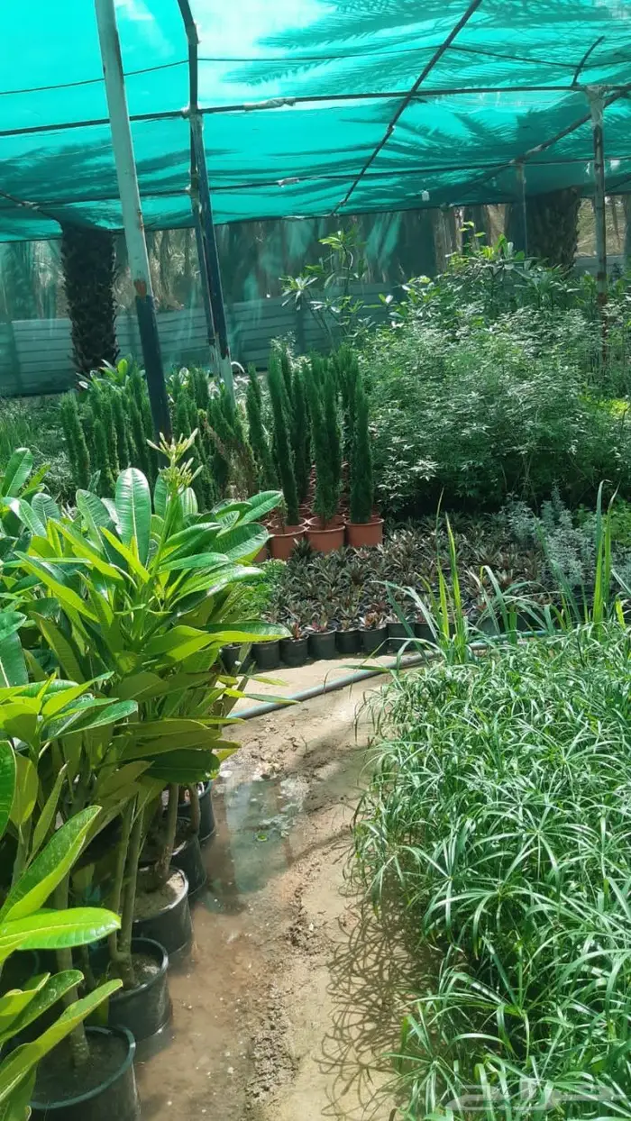 ثيل وجميع انواع الا اشجار 10