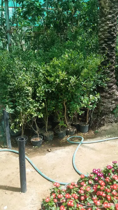 ثيل وجميع انواع الا اشجار 15
