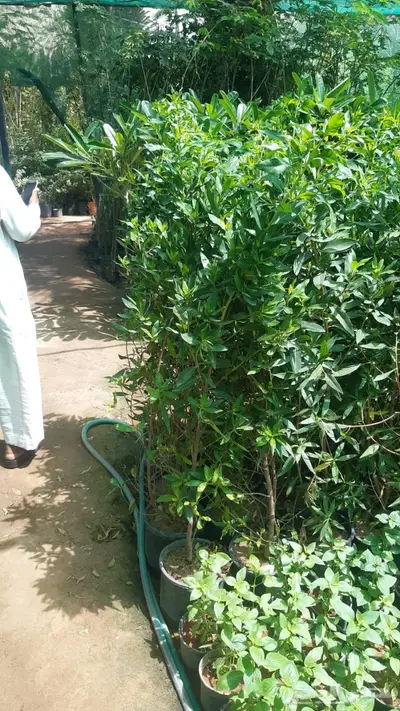 ثيل وجميع انواع الا اشجار 16
