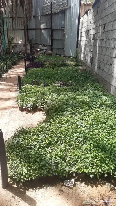 ثيل وجميع انواع الا اشجار 18