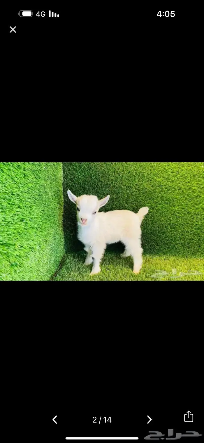 ماعز قزم مدرب على الرضاعه الليف صغير 6