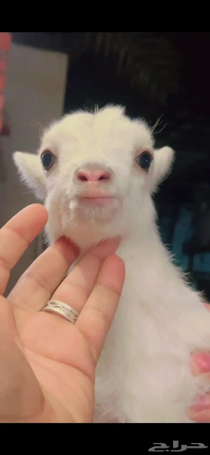 ماعز قزم مدرب على الرضاعه الليف صغير 8