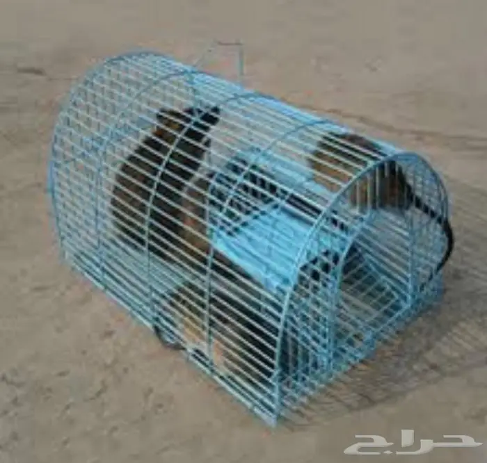للبيع مصيدة للقطط و الفئران 4