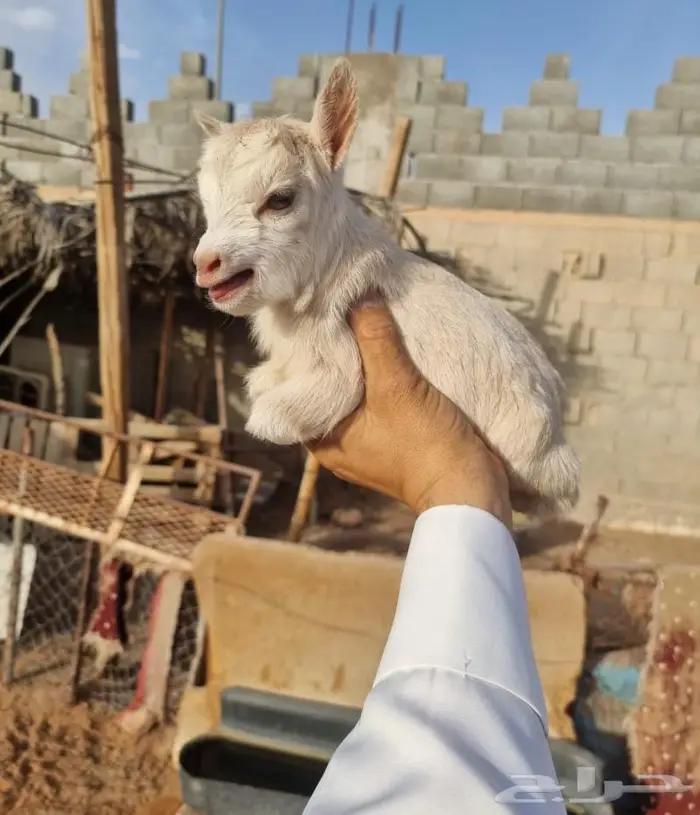 ماعز قزم مدرب على الرضاعه الليف صغير 7