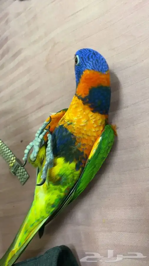 لوري رد كولار نشبه 2