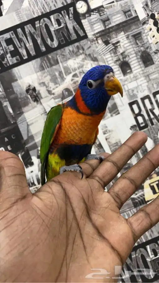 لوري رد كولار نشبه 1