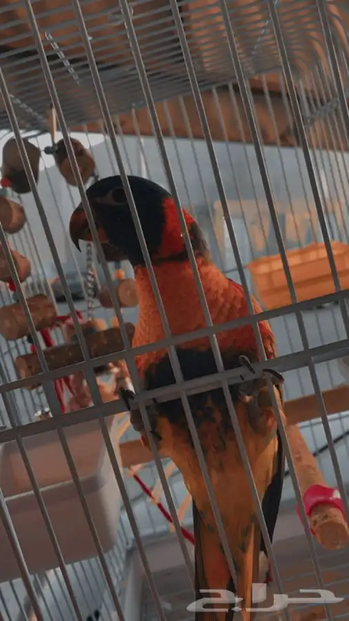 لوري رد كولار نشبه 3