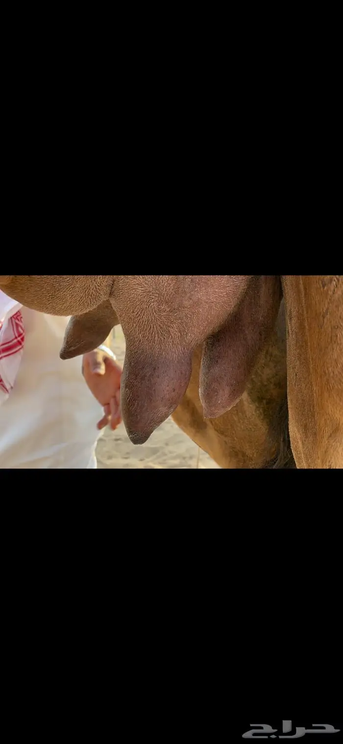 خلفة ساحلية حمراء ( تم البيع ).. 6
