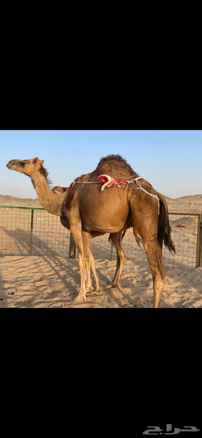 خلفة ساحلية حمراء ( تم البيع ).. 3