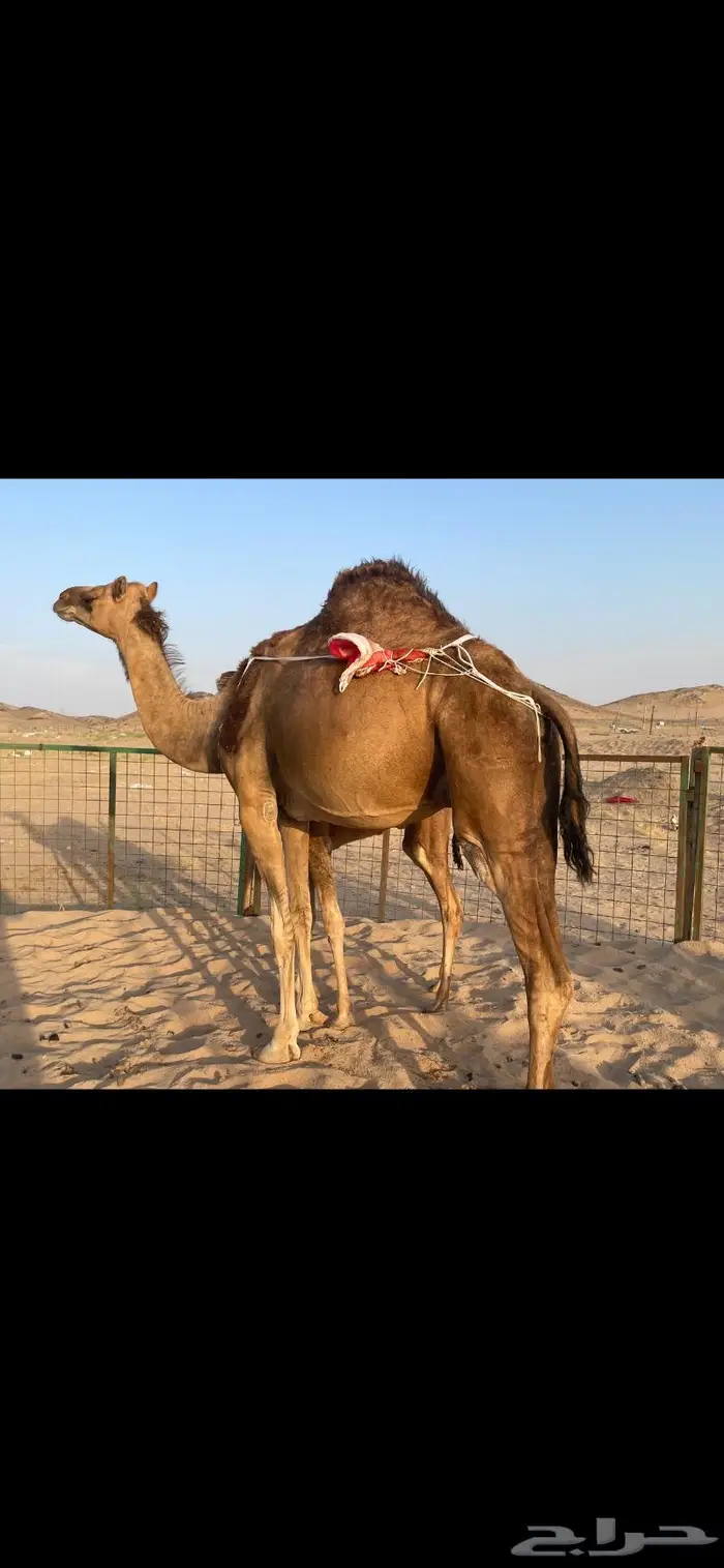 خلفة ساحلية حمراء ( تم البيع ).. 1