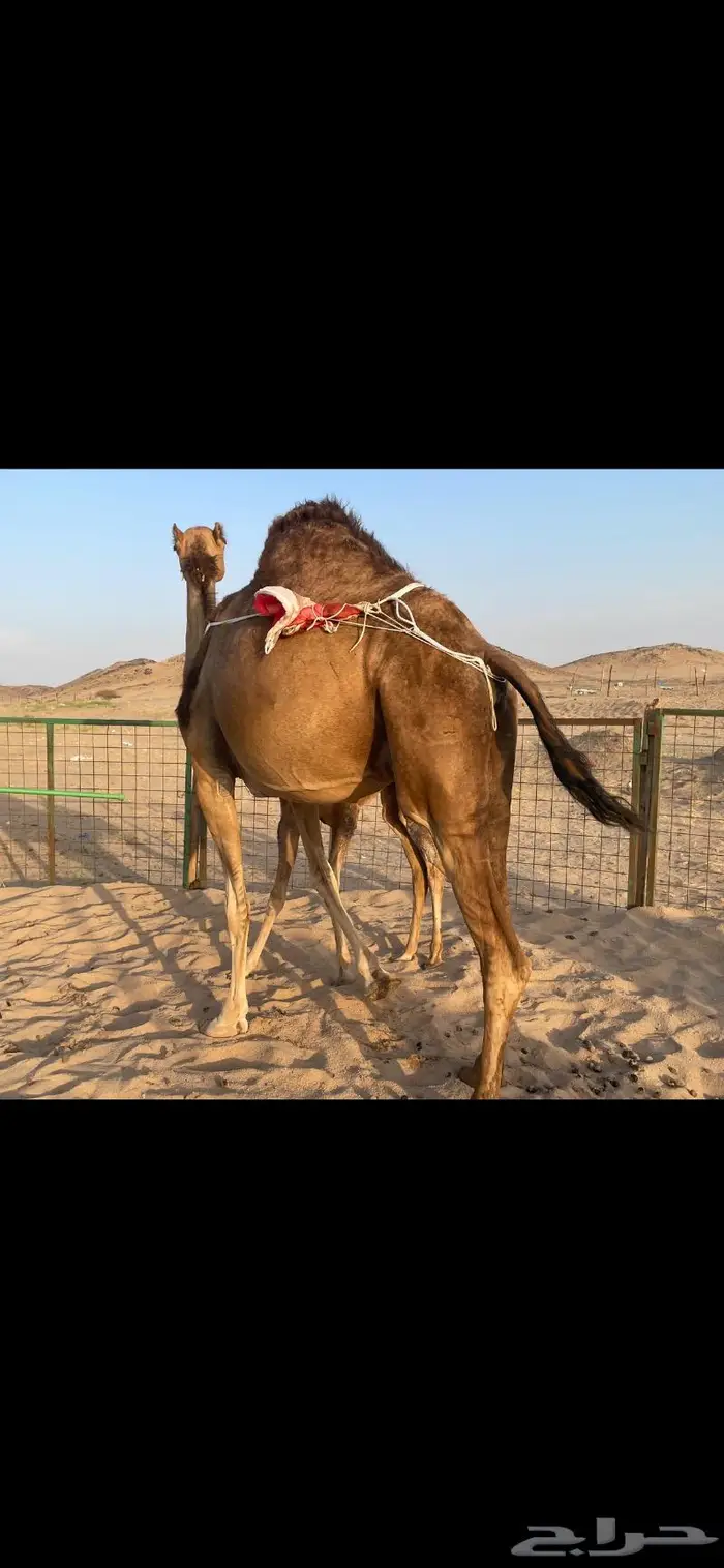 خلفة ساحلية حمراء ( تم البيع ).. 5