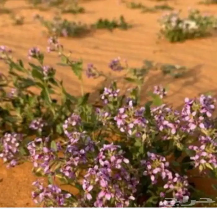 مطلوب بذور قحويان وخزامه جمله وجميع انواع البذور يراسلني 0