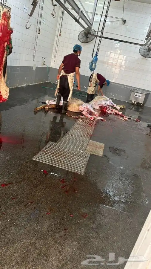 حواشي زواجات مع الطبخ فقارات ( تجهيز قعدان مع الطبخ والاشرا 2