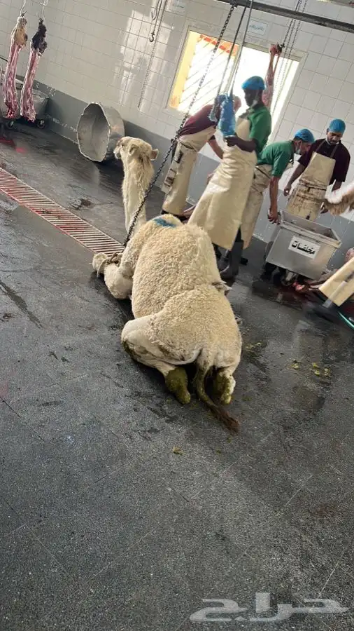 حواشي زواجات مع الطبخ فقارات ( تجهيز قعدان مع الطبخ والاشرا 7