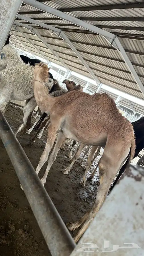 حواشي زواجات مع الطبخ فقارات ( تجهيز قعدان مع الطبخ والاشرا 5