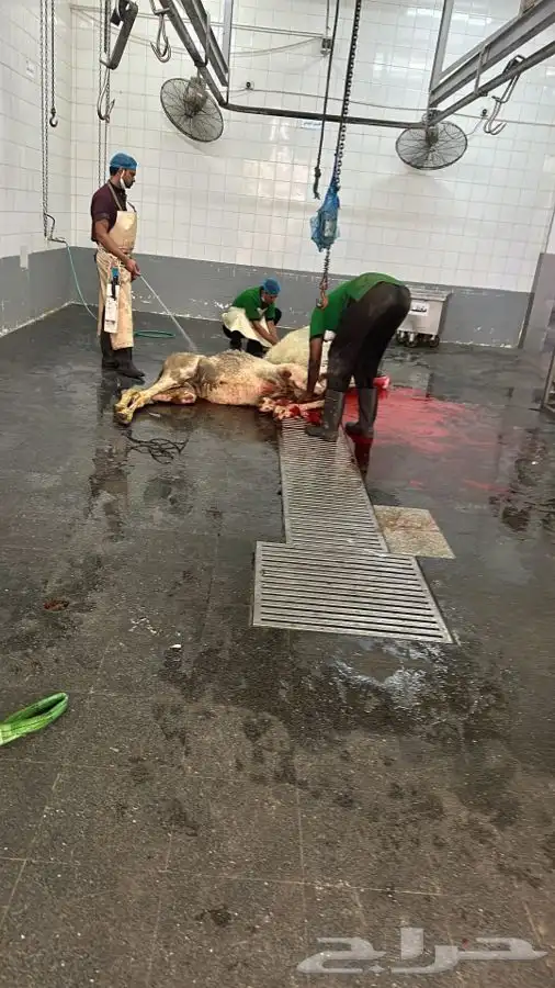 حواشي زواجات مع الطبخ فقارات ( تجهيز قعدان مع الطبخ والاشرا 3