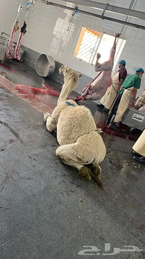 حواشي زواجات مع الطبخ فقارات ( تجهيز قعدان مع الطبخ والاشرا 8