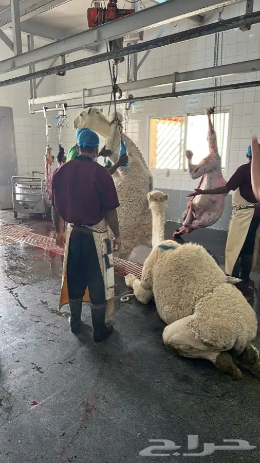 حواشي زواجات مع الطبخ فقارات ( تجهيز قعدان مع الطبخ والاشرا 9