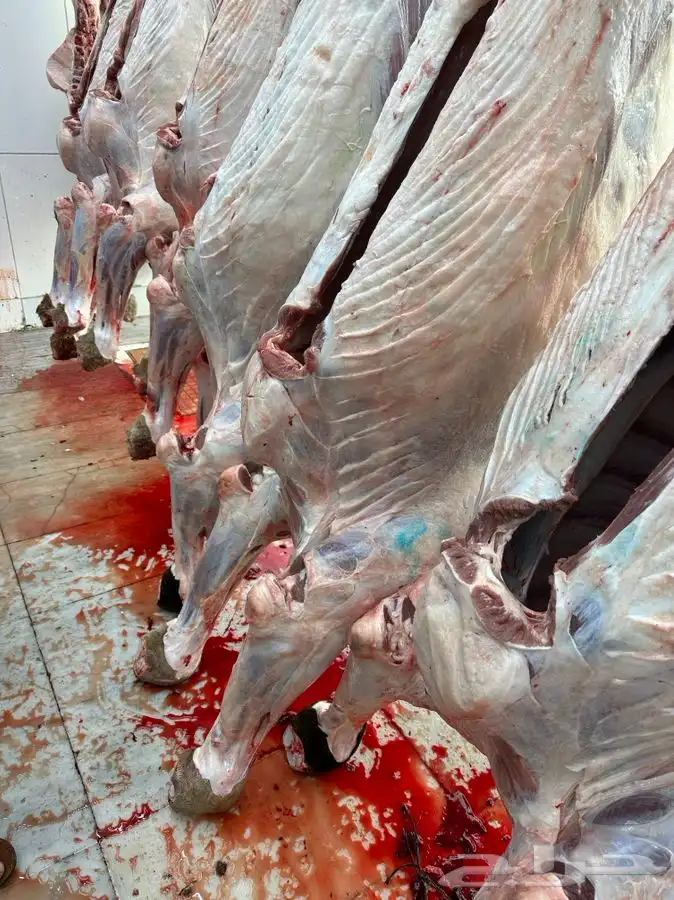 حواشي زواجات مع الطبخ فقارات ( تجهيز قعدان مع الطبخ والاشرا 10