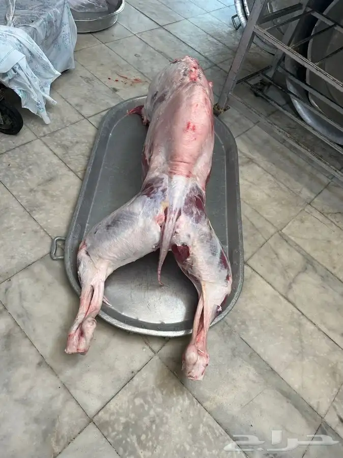 حواشي زواجات مع الطبخ فقارات ( تجهيز قعدان مع الطبخ والاشرا 12