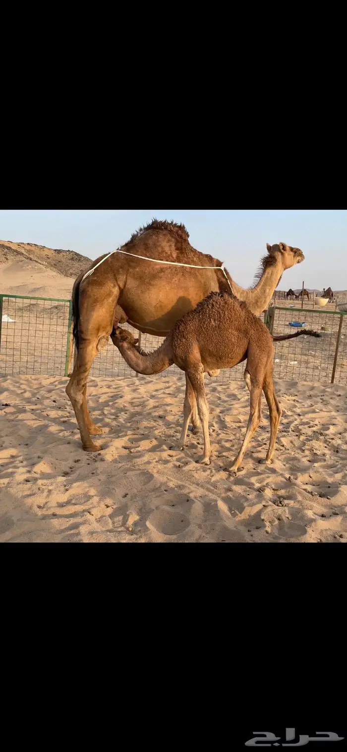 خلفة ساحلية حمراء ( تم البيع ).. 4