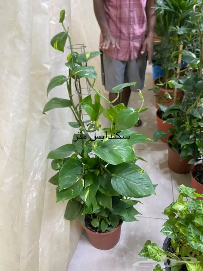 اشجار داخلية للبيع 68