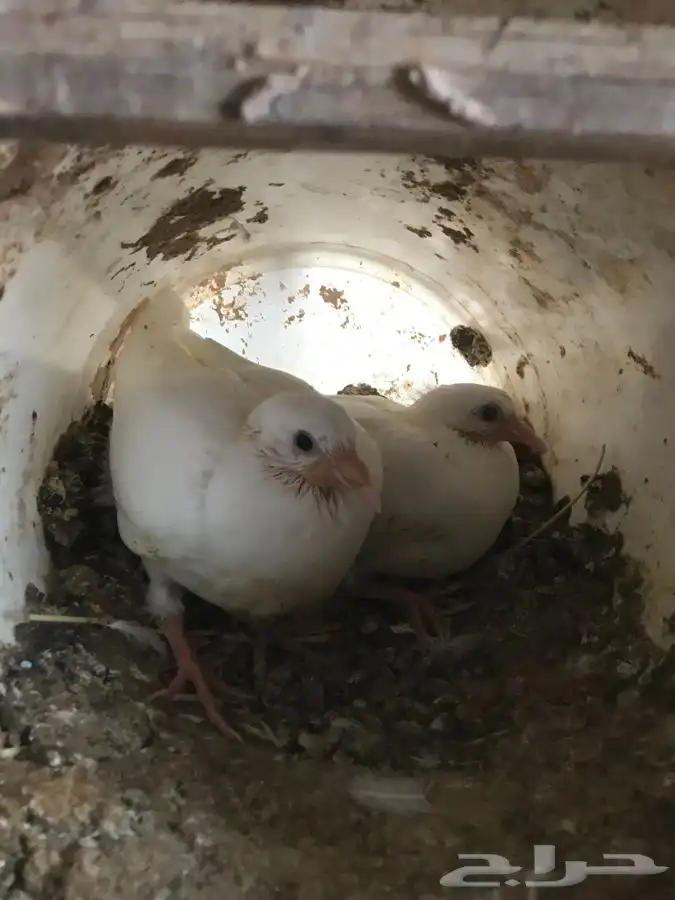 زغاليل حمام 0