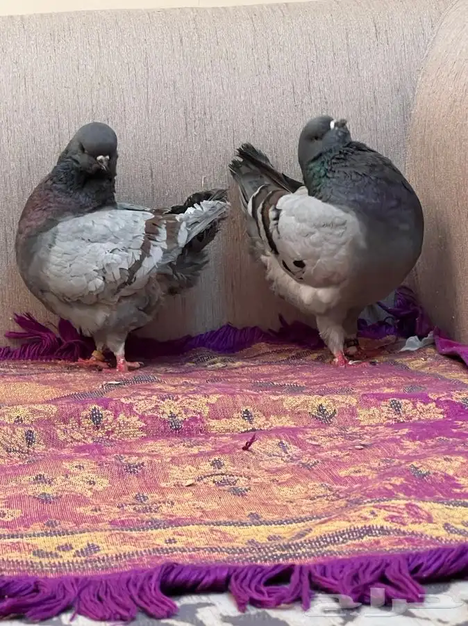 ( تم البيع ) كنق بلوبار 1