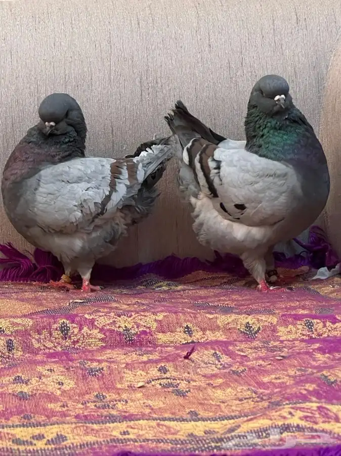 ( تم البيع ) كنق بلوبار 2