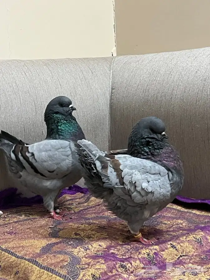 ( تم البيع ) كنق بلوبار 3
