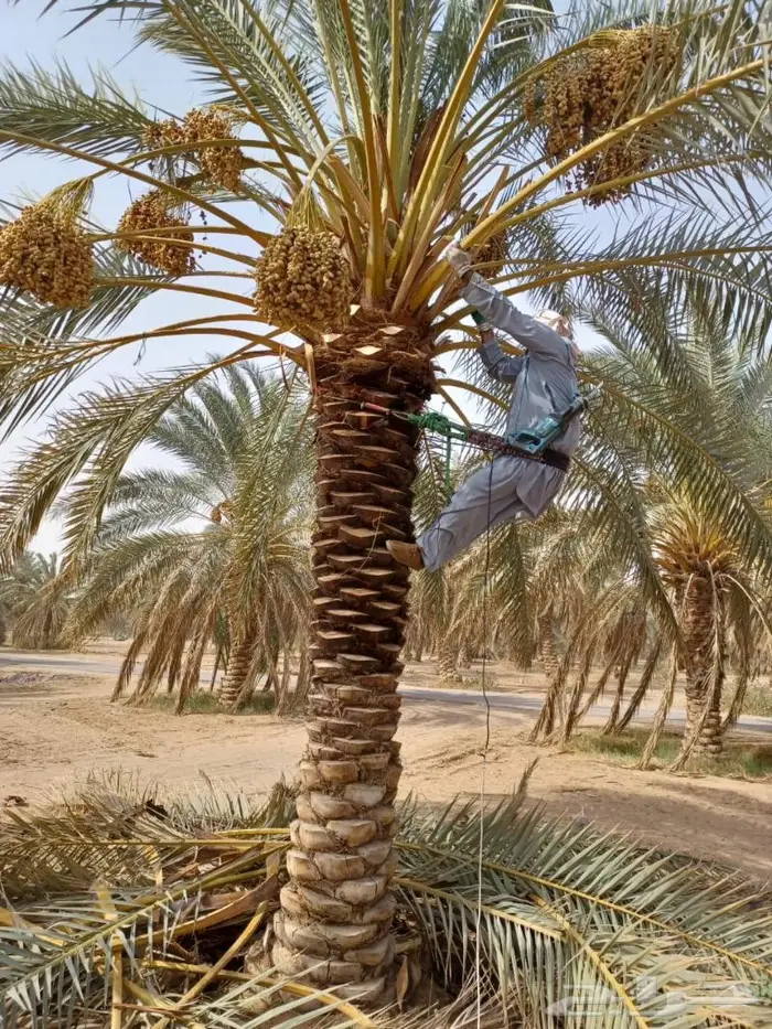 تنسيق حدائق الاندسكيب وشبكات الري 9