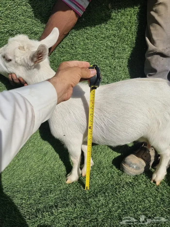 معزاء كبار منتجات ودفيع 6