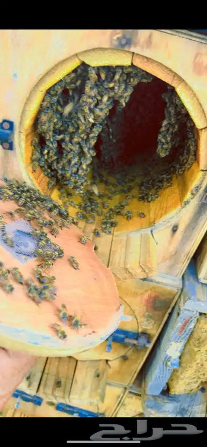 عسل جبلي صافي مشروط من منحلي شخصي ا 7