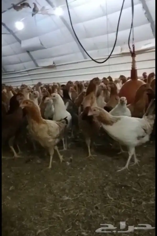 دجاج بلدي - ديوك بلدي 5