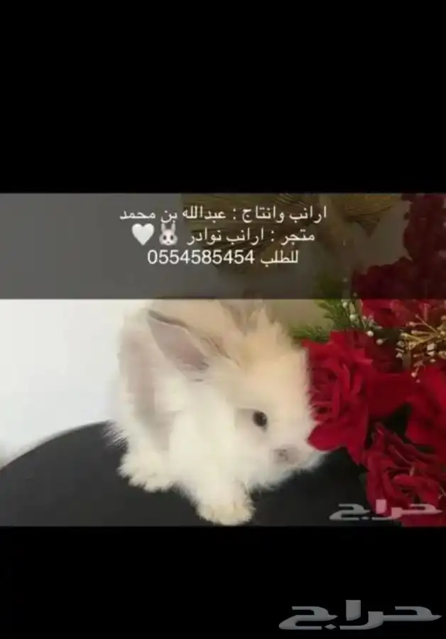ارانب 1