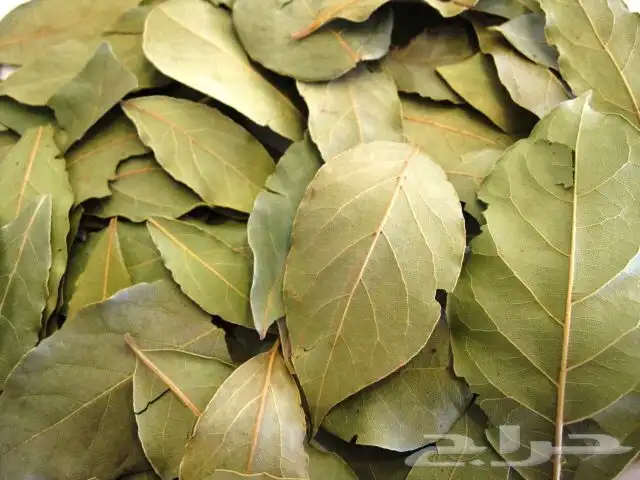 ورق غار شامي أصلي 1