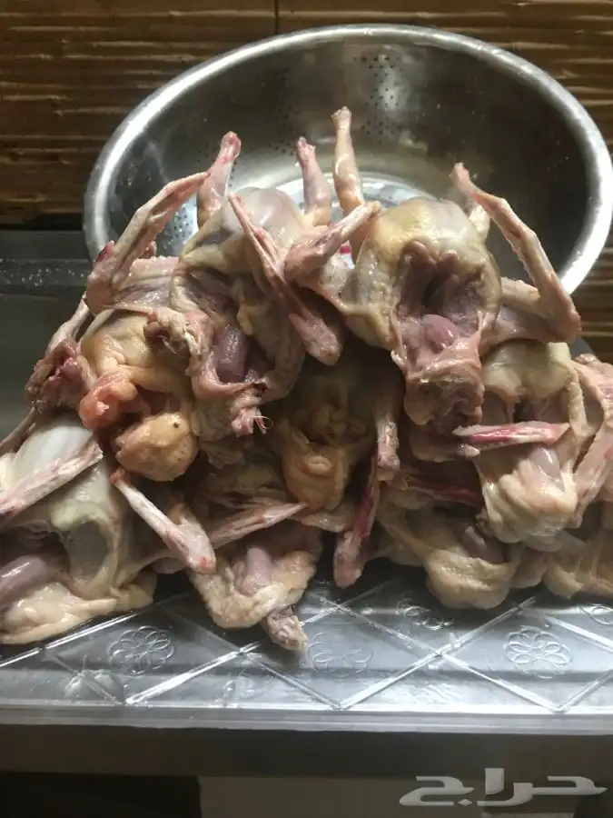 زغاليل حمام 2