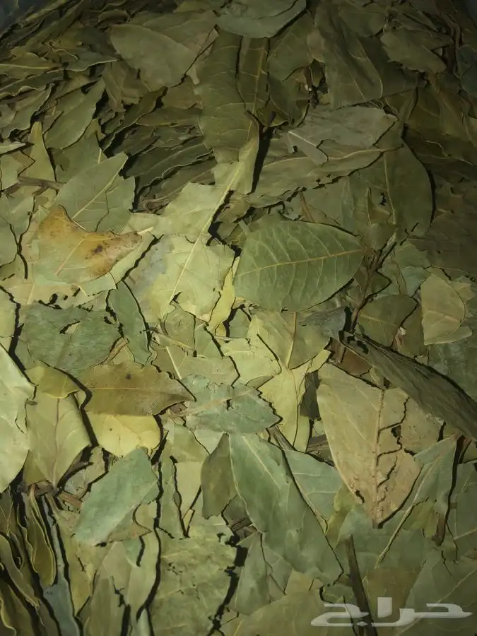 ورق غار شامي أصلي 4
