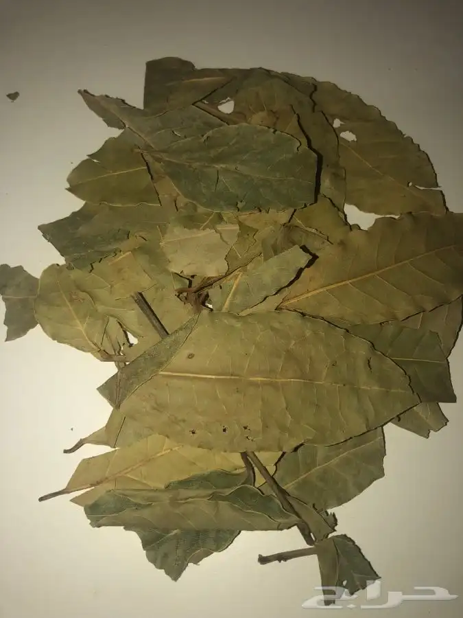 ورق غار شامي أصلي 3