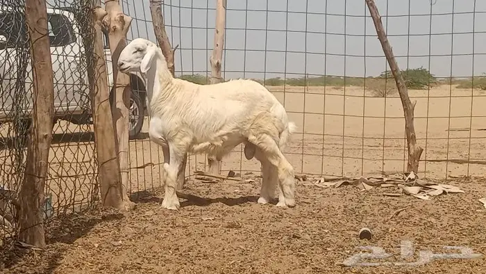 مشروع فحل فاخر تم بيعه 0