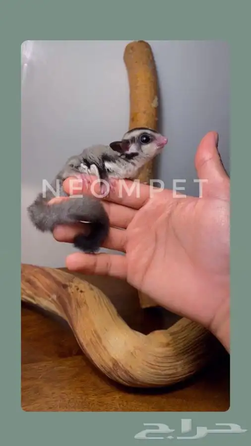 سنجاب شوقر قلايدر السنجاب الطائر اليف انثى ذكر سناجب ببغاء 2