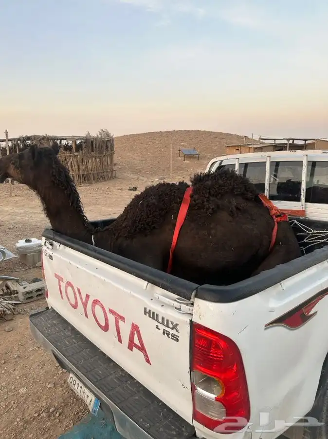 ملحمة نوادر الجزيرة للحوم الطازجة 14