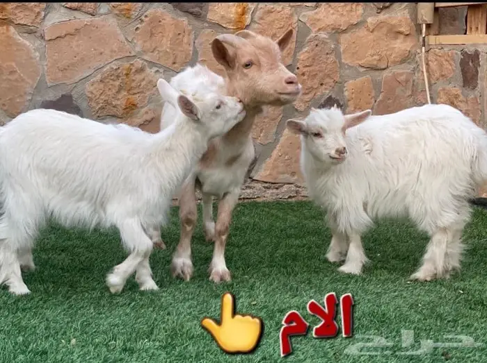 امهات الماعز القزم مقارع ودفيع وفحول 0