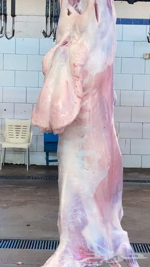 ذبايح مزرعة مرابي عسير 22