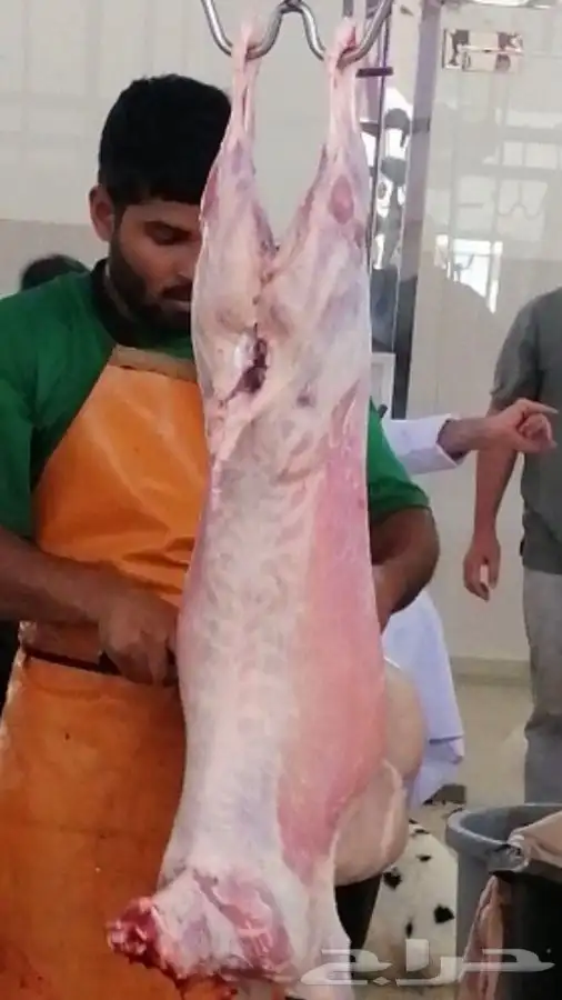 ذبايح مزرعة مرابي عسير 23