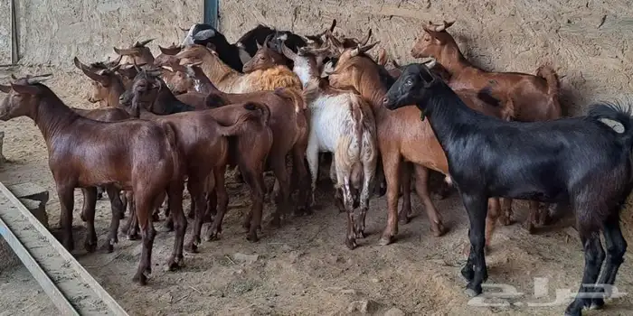ذبايح مزرعة مرابي عسير 19